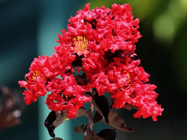 Lagerstroemia Diamonds in the Dark 'Crimson Red' Crepe Myrtle