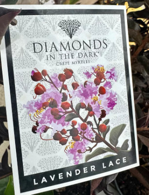 Lagerstroemia Diamonds in the Dark Lavender Lace