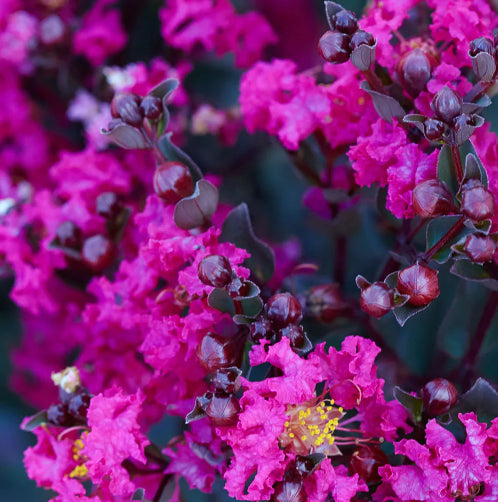 Lagerstroemia Diamonds in the Dark Mystic Magenta Crepe Myrtle