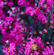 Lagerstroemia Diamonds in the Dark Mystic Magenta Crepe Myrtle