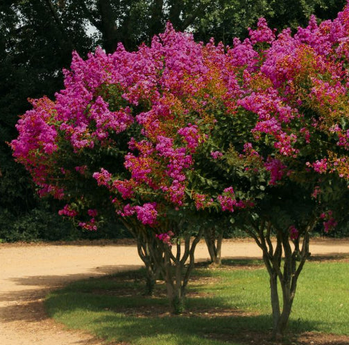 Lagerstroemia Diamonds in the Dark Mystic Magenta Crepe Myrtle