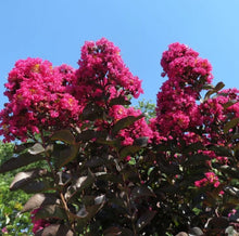 Load image into Gallery viewer, Lagerstroemia Diamonds in the Dark Mystic Magenta Crepe Myrtle

