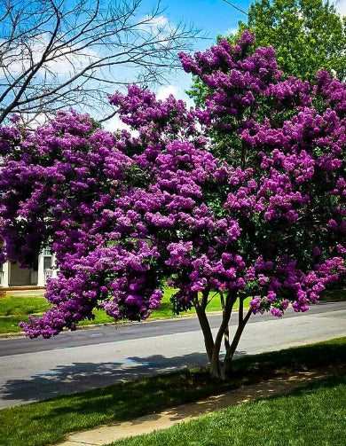 Lagerstroemia Diamonds in the Dark Purely Purple Crepe Myrtle