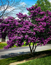 Load image into Gallery viewer, Lagerstroemia Diamonds in the Dark Purely Purple Crepe Myrtle

