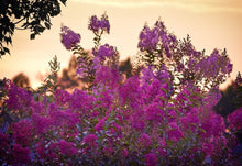 Load image into Gallery viewer, Lagerstroemia Diamonds in the Dark Purely Purple Crepe Myrtle
