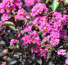 Load image into Gallery viewer, Lagerstroemia Diamonds in the Dark Purely Purple Crepe Myrtle
