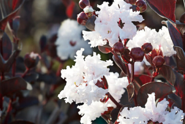 Lagerstroemia Diamonds in the Dark Pure White Crepe Myrtle