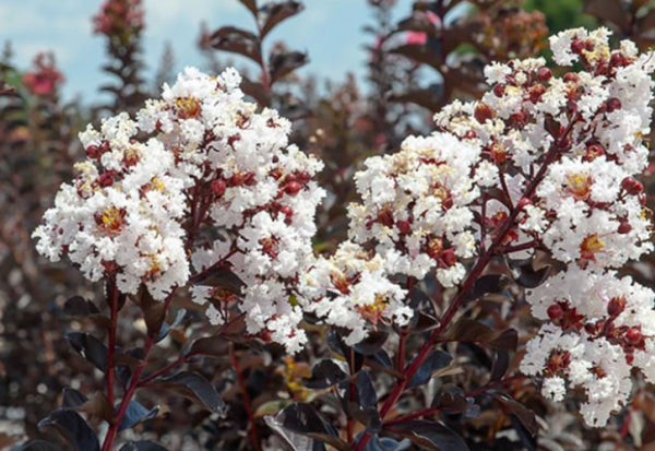 Lagerstroemia Diamonds in the Dark Pure White Crepe Myrtle
