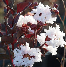 Load image into Gallery viewer, Lagerstroemia Diamonds in the Dark Pure White Crepe Myrtle
