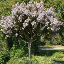 Load image into Gallery viewer, Lagerstroemia Diamonds in the Dark Pure White Crepe Myrtle
