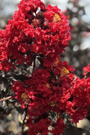 Lagerstroemia Diamonds in the Dark Red Hot