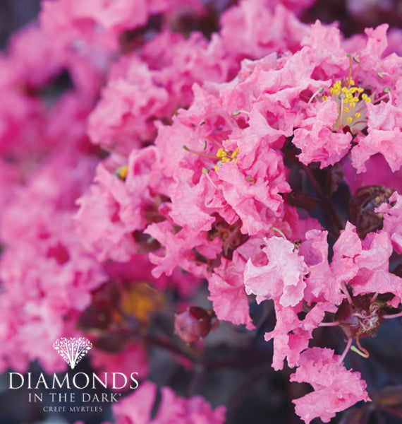 Lagerstroemia Diamonds in the Dark Shell Pink