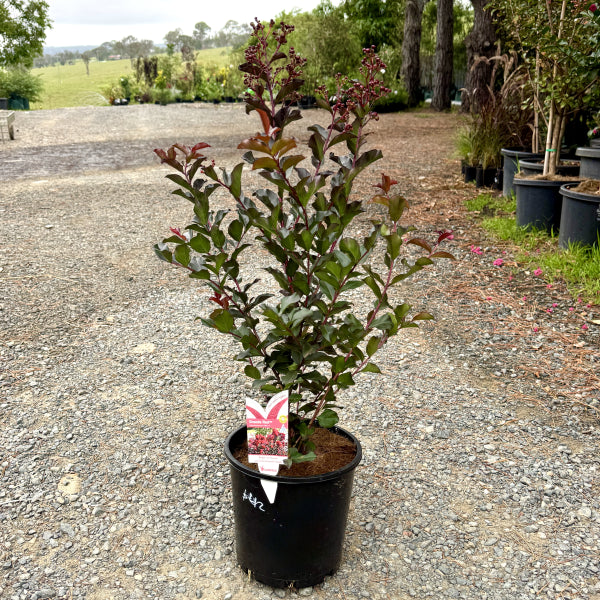 Lagerstroemia Grande Red TM