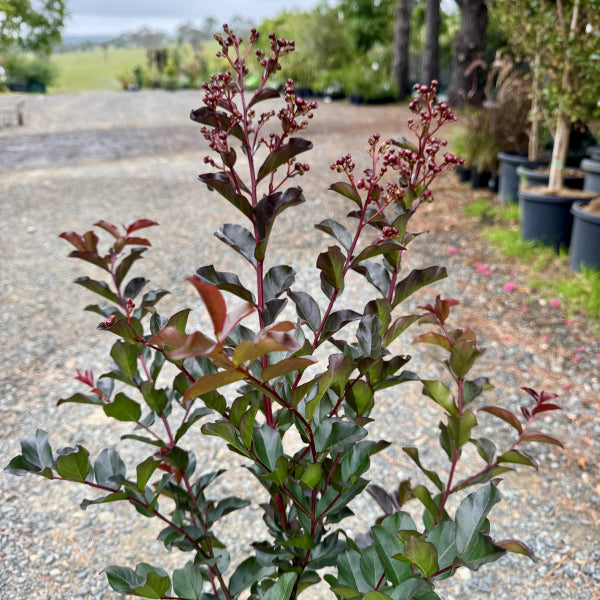Lagerstroemia Grande Red TM
