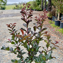 Load image into Gallery viewer, Lagerstroemia Grande Red TM
