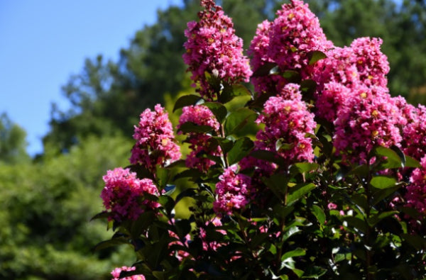 Lagerstroemia Hopi Crepe Mrytle