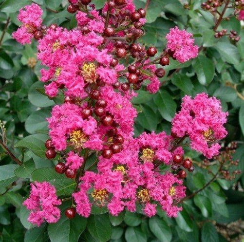 Lagerstroemia indica Little Chief