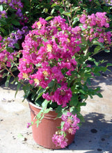 Load image into Gallery viewer, Lagerstroemia indica Little Chief
