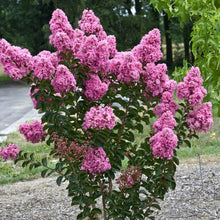 Load image into Gallery viewer, Lagerstroemia indica Little Chief
