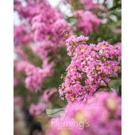 Lagerstroemia Lipan