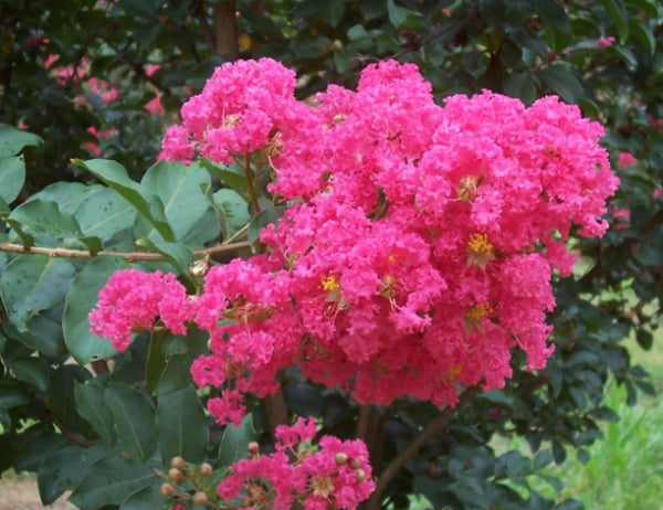 Lagerstroemia Little Audrey