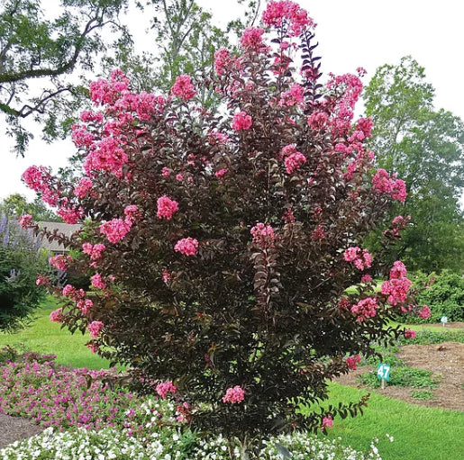 Lagerstroemia Midnight Magic