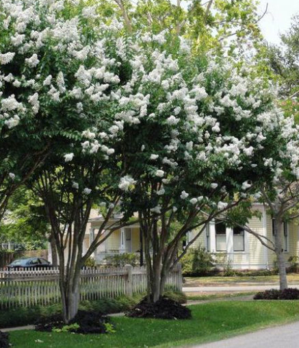 Lagerstroemia 'Natchez' Crepe Myrtle