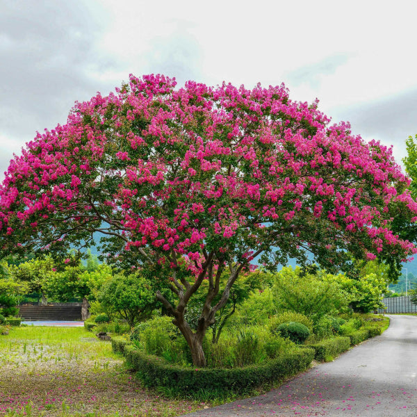 Lagerstroemia Plum Magic