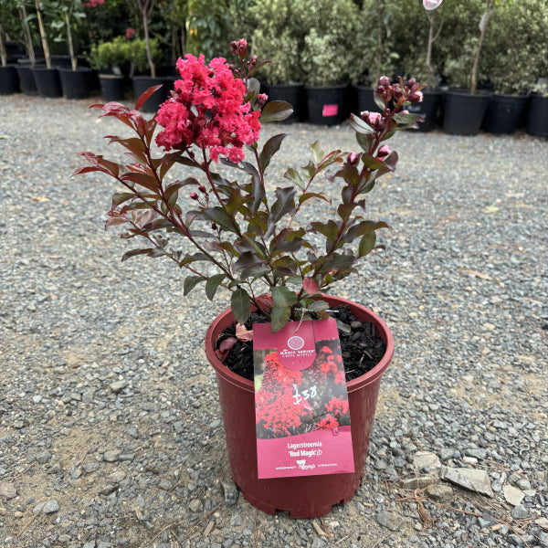 Lagerstroemia Red Magic