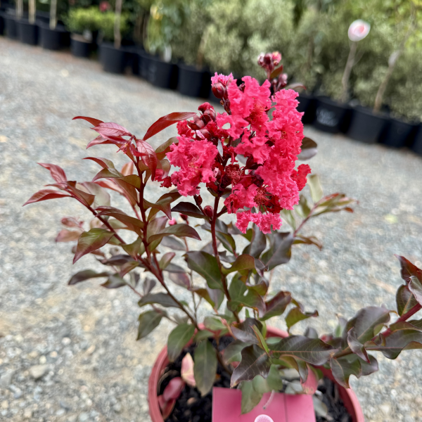 Lagerstroemia Red Magic