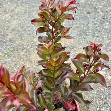 Load image into Gallery viewer, Lagerstroemia Red Magic
