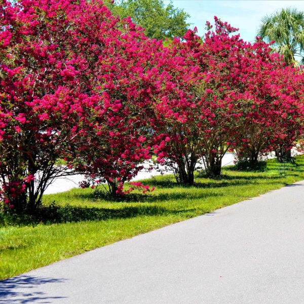 Lagerstroemia Ruffled Red Magic