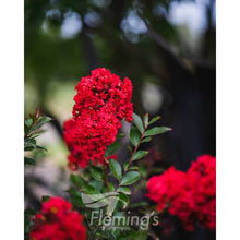 Load image into Gallery viewer, Lagerstroemia Ruffled Red Magic
