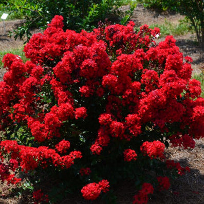 Lagerstroemia Diamonds in the Dark Red Hot