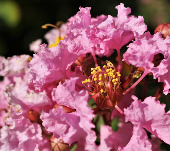 Lagerstroemia Sioux