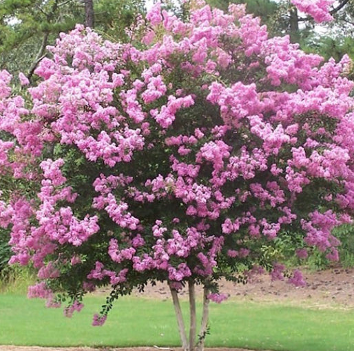 Lagerstroemia Sioux