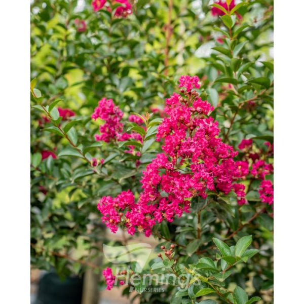 Lagerstroemia Tonto Crepe Myrtle