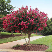 Load image into Gallery viewer, Lagerstroemia Tonto Crepe Myrtle
