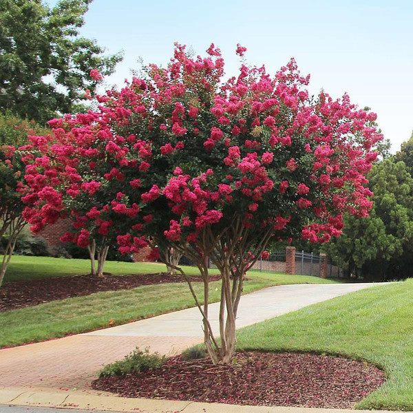 Lagerstroemia Tonto Crepe Myrtle