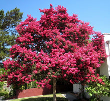 Load image into Gallery viewer, Lagerstroemia &#39;Tuscarora&#39; Crepe Myrtle
