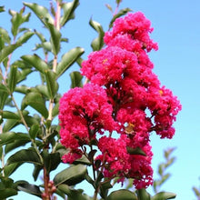 Load image into Gallery viewer, Lagerstroemia &#39;Tuscarora&#39; Crepe Myrtle
