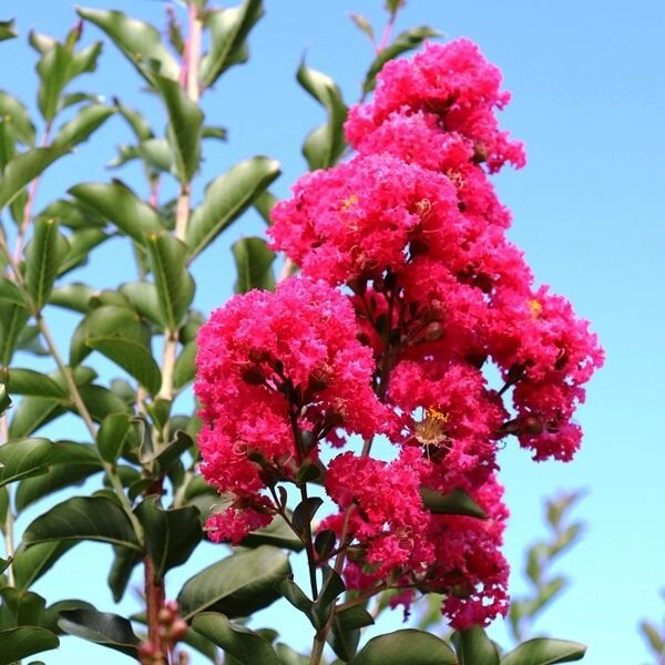 Lagerstroemia 'Tuscarora' Crepe Myrtle