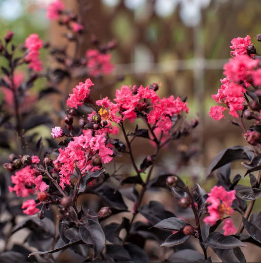 Lagerstroemia Twilight Magic