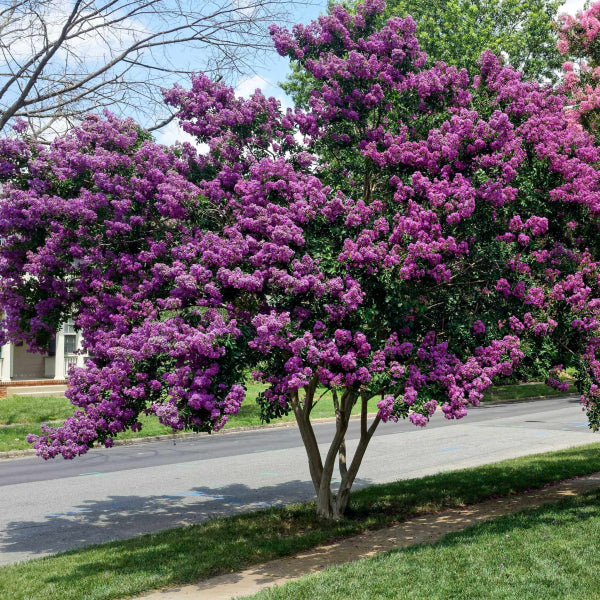 Lagerstroemia 'Zuni' Crepe Myrtle