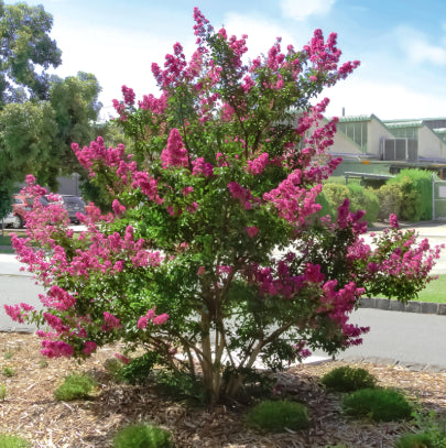 Lagerstroemia 'Zuni' Crepe Myrtle
