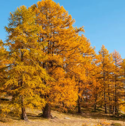 Larix kaempferi Japanese Larch
