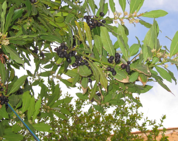 Laurus nobilis Bay Leaf