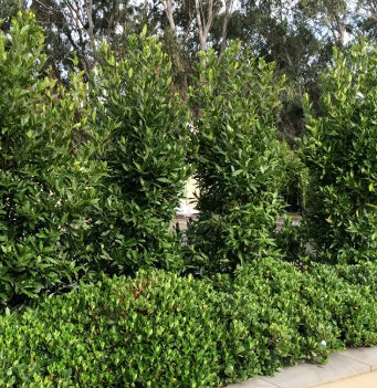 Laurus nobilis Miles Choice