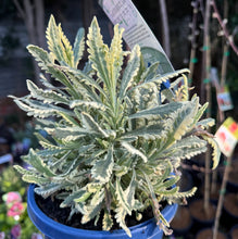 Load image into Gallery viewer, Lavender allardii Meerlo
