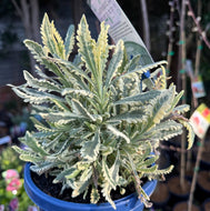 Lavender allardii Meerlo
